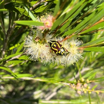 Eupoecila australasiae (Fiddler Beetle) at Gunning, NSW - 20 Jan 2024 by SonyaDuus