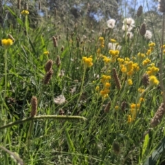 Chrysocephalum apiculatum (Common Everlasting) at Higgins Woodland - 19 Jan 2024 by MattM