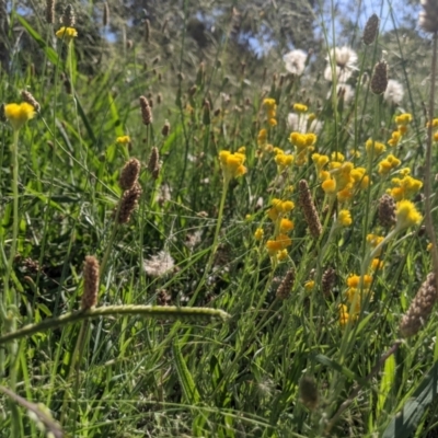 Chrysocephalum apiculatum (Common Everlasting) at Higgins, ACT - 19 Jan 2024 by MattM