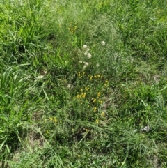 Chrysocephalum apiculatum at Higgins Woodland - 19 Jan 2024