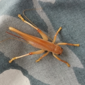 Gryllacrididae (family) at Yass River, NSW - suppressed