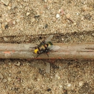 Amenia imperialis at Wollondilly Local Government Area - 10 Jan 2024