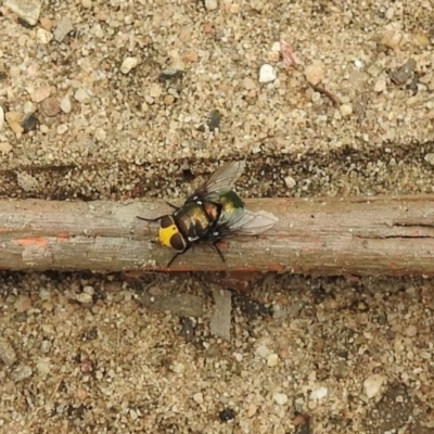 Amenia imperialis (Yellow-headed blowfly) at Thirlmere, NSW - 9 Jan 2024 by GlossyGal