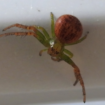 Thomisidae (family) (Unidentified Crab spider or Flower spider) at Kambah, ACT - 19 Jan 2024 by JohnBundock