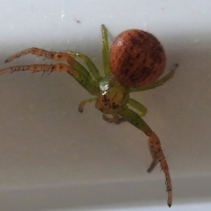 Thomisidae (family) at Tidbinbilla Nature Reserve - 19 Jan 2024