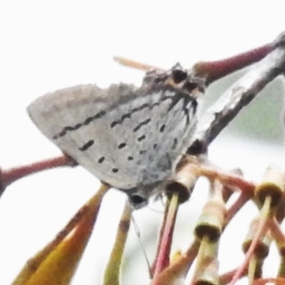 Jalmenus ictinus (Stencilled Hairstreak) at Watson, ACT - 20 Jan 2024 by JohnBundock