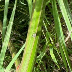 Pentatomidae (family) (Shield or Stink bug) at Aranda, ACT - 19 Jan 2024 by KMcCue