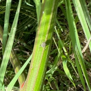 Pentatomidae (family) at Aranda, ACT - 20 Jan 2024