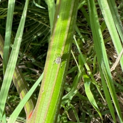 Pentatomidae (family) (Shield or Stink bug) at Aranda, ACT - 20 Jan 2024 by KMcCue