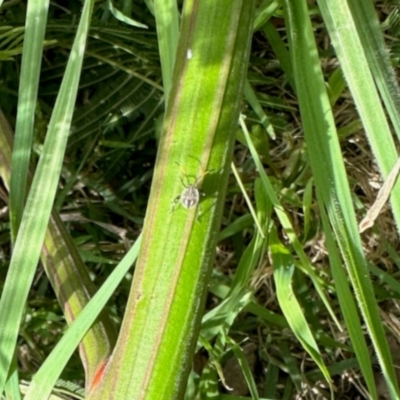 Pentatomidae (family) (Shield or Stink bug) at Aranda, ACT - 19 Jan 2024 by KMcCue