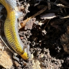 Hemiergis talbingoensis (Eastern Three-toed Earless Skink) at Aranda, ACT - 19 Jan 2024 by KMcCue