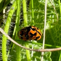 Coccinella transversalis (Transverse Ladybird) at Yarralumla, ACT - 20 Jan 2024 by KMcCue