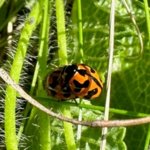 Coccinella transversalis at Aranda Bushland - 21 Jan 2024