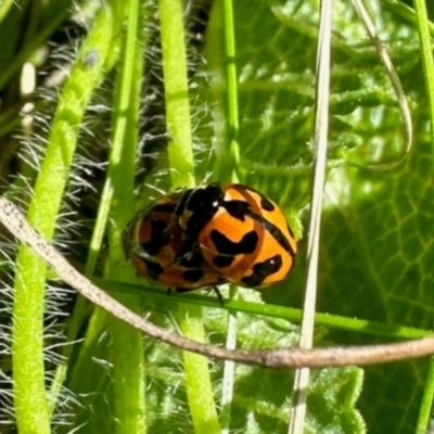 Coccinella transversalis (Transverse Ladybird) at Yarralumla, ACT - 20 Jan 2024 by KMcCue