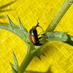 Phyllotocus navicularis (Nectar scarab) at Yarralumla, ACT - 20 Jan 2024 by KMcCue