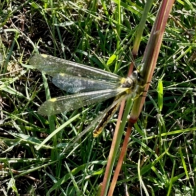 Ascalaphidae (family) (Owlfly) at Yarralumla, ACT - 20 Jan 2024 by KMcCue