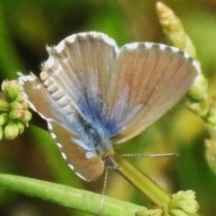 Theclinesthes serpentata (Saltbush Blue) at Watson, ACT - 20 Jan 2024 by JohnBundock