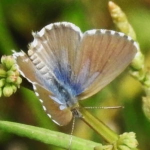 Theclinesthes serpentata at Mount Majura - 20 Jan 2024 03:45 PM