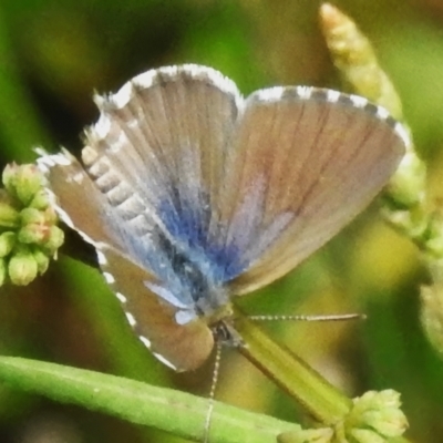 Theclinesthes serpentata (Saltbush Blue) at Mount Majura - 20 Jan 2024 by JohnBundock