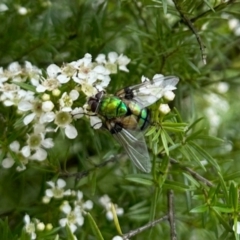 Rutilia (Chrysorutilia) sp. (genus & subgenus) at Aranda, ACT - 20 Jan 2024 by KMcCue