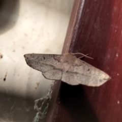 Antictenia punctunculus (A geometer moth) at Yass River, NSW - 21 Jan 2024 by 120Acres