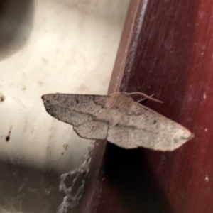 Antictenia punctunculus at Yass River, NSW - suppressed