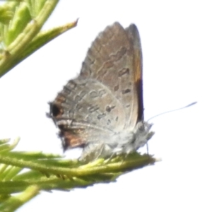 Acrodipsas aurata at Mount Majura - suppressed