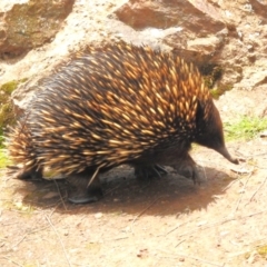 Tachyglossus aculeatus (Short-beaked Echidna) at Mount Majura - 20 Jan 2024 by JohnBundock