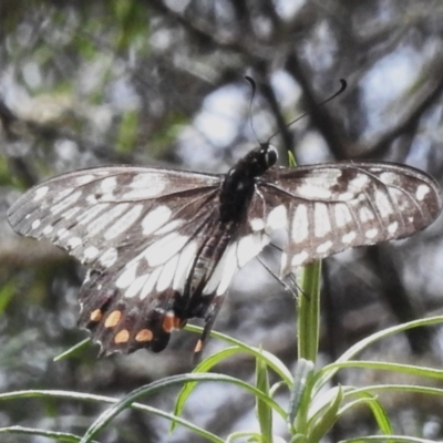Papilio anactus (Dainty Swallowtail) at Mount Majura - 20 Jan 2024 by JohnBundock