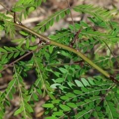 Gleditsia triacanthos (Honey Locust, Thorny Locust) at Wodonga - 21 Jan 2024 by KylieWaldon