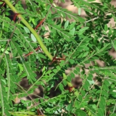 Gleditsia triacanthos at Wodonga - 21 Jan 2024