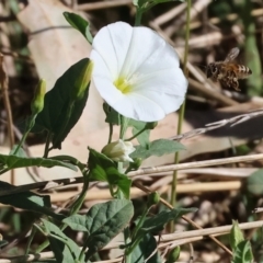 Convolvulus arvensis (Bindweed) at Gateway Island, VIC - 20 Jan 2024 by KylieWaldon