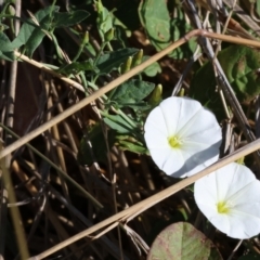 Convolvulus arvensis at Wodonga - 21 Jan 2024