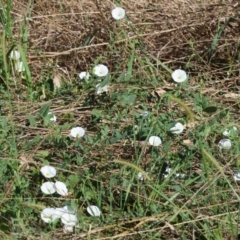 Convolvulus arvensis at Wodonga - 21 Jan 2024