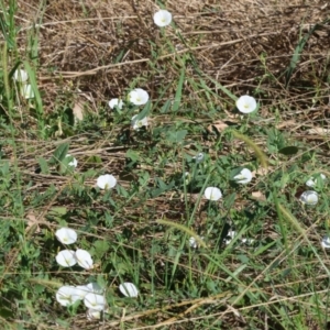 Convolvulus arvensis at Wodonga - 21 Jan 2024 08:07 AM