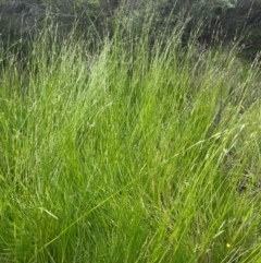 Glyceria australis at QPRC LGA - 20 Jan 2024 01:35 PM