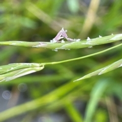 Glyceria australis at QPRC LGA - 20 Jan 2024 01:35 PM