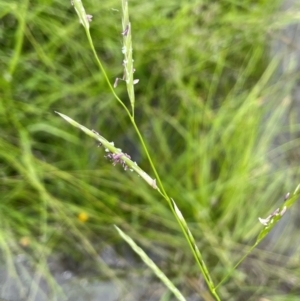 Glyceria australis at QPRC LGA - 20 Jan 2024 01:35 PM