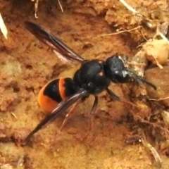 Paralastor sp. (genus) (Potter Wasp) at Mount Majura - 20 Jan 2024 by JohnBundock