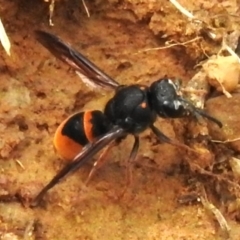 Paralastor sp. (genus) (Potter Wasp) at Watson, ACT - 20 Jan 2024 by JohnBundock