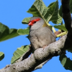 Neochmia temporalis (Red-browed Finch) at Gateway Island, VIC - 20 Jan 2024 by KylieWaldon