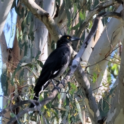 Strepera graculina (Pied Currawong) at Wodonga - 20 Jan 2024 by KylieWaldon