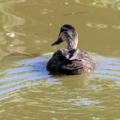 Anas superciliosa (Pacific Black Duck) at Wodonga - 20 Jan 2024 by KylieWaldon