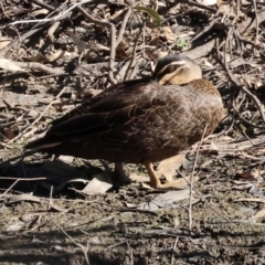 Anas superciliosa at Gateway Island, VIC - 21 Jan 2024 08:02 AM