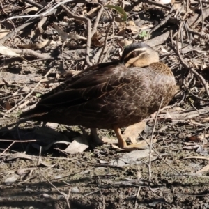 Anas superciliosa at Gateway Island, VIC - 21 Jan 2024 08:02 AM