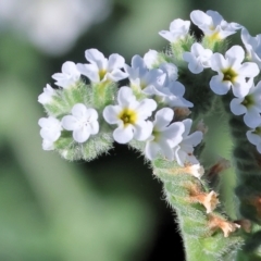 Heliotropium europaeum (Common Heliotrope, Potato Weed) at Gateway Island, VIC - 20 Jan 2024 by KylieWaldon