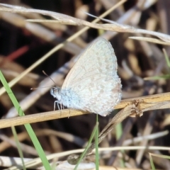 Zizina otis (Common Grass-Blue) at Wodonga - 20 Jan 2024 by KylieWaldon