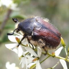 Bisallardiana gymnopleura (Brown flower chafer) at GG88 - 20 Jan 2024 by JohnBundock