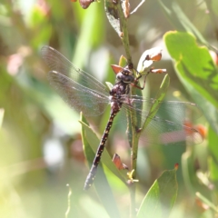 Austroaeschna multipunctata (Multi-spotted Darner) at Namadgi National Park - 19 Jan 2024 by Trevor