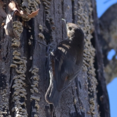 Cormobates leucophaea (White-throated Treecreeper) at Namadgi National Park - 19 Jan 2024 by MichaelWenke